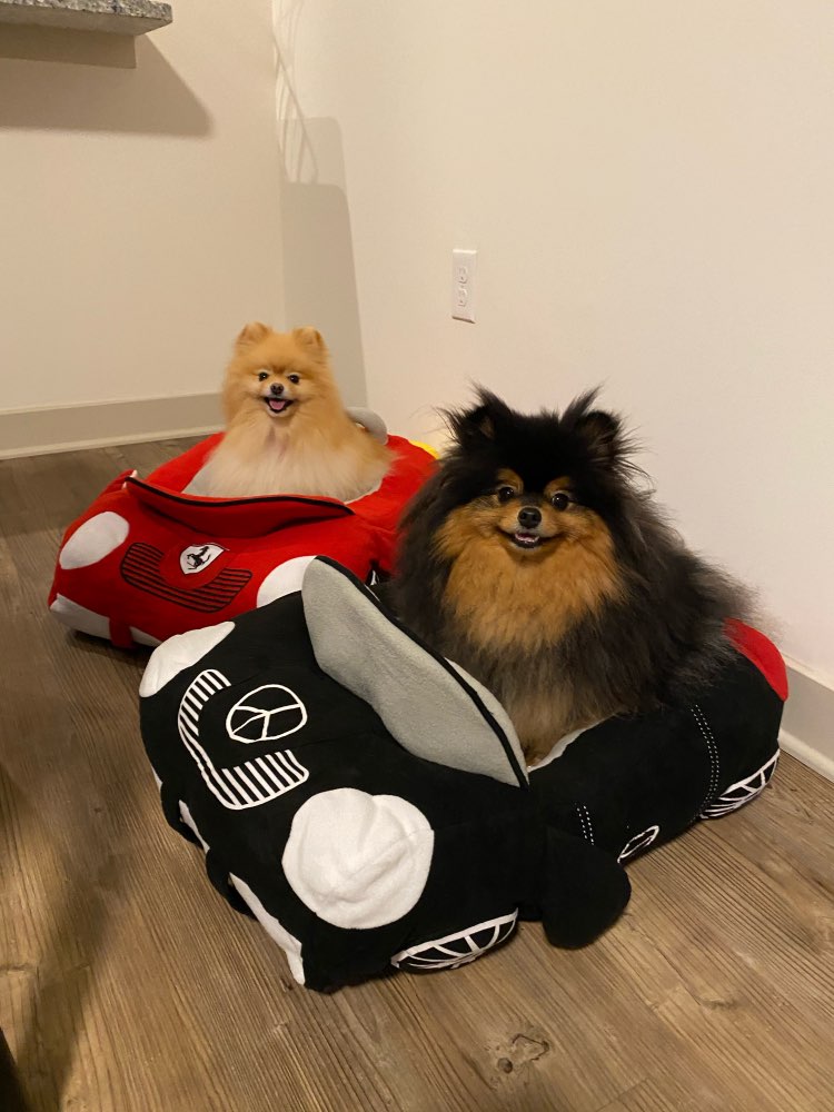 Cama de Coche para Mascotas | Compartimento Trasero | Deterrajaras