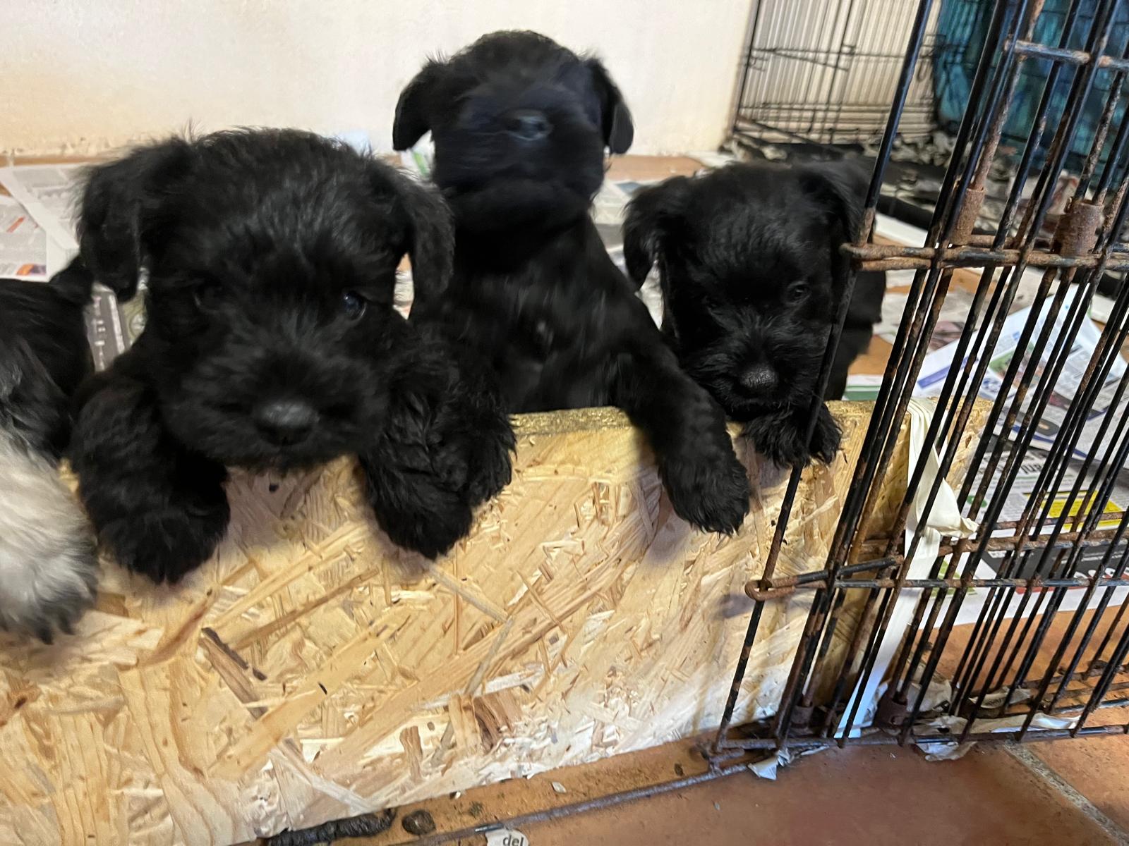 Cachorros Schnauzer Mini Deterrajaras