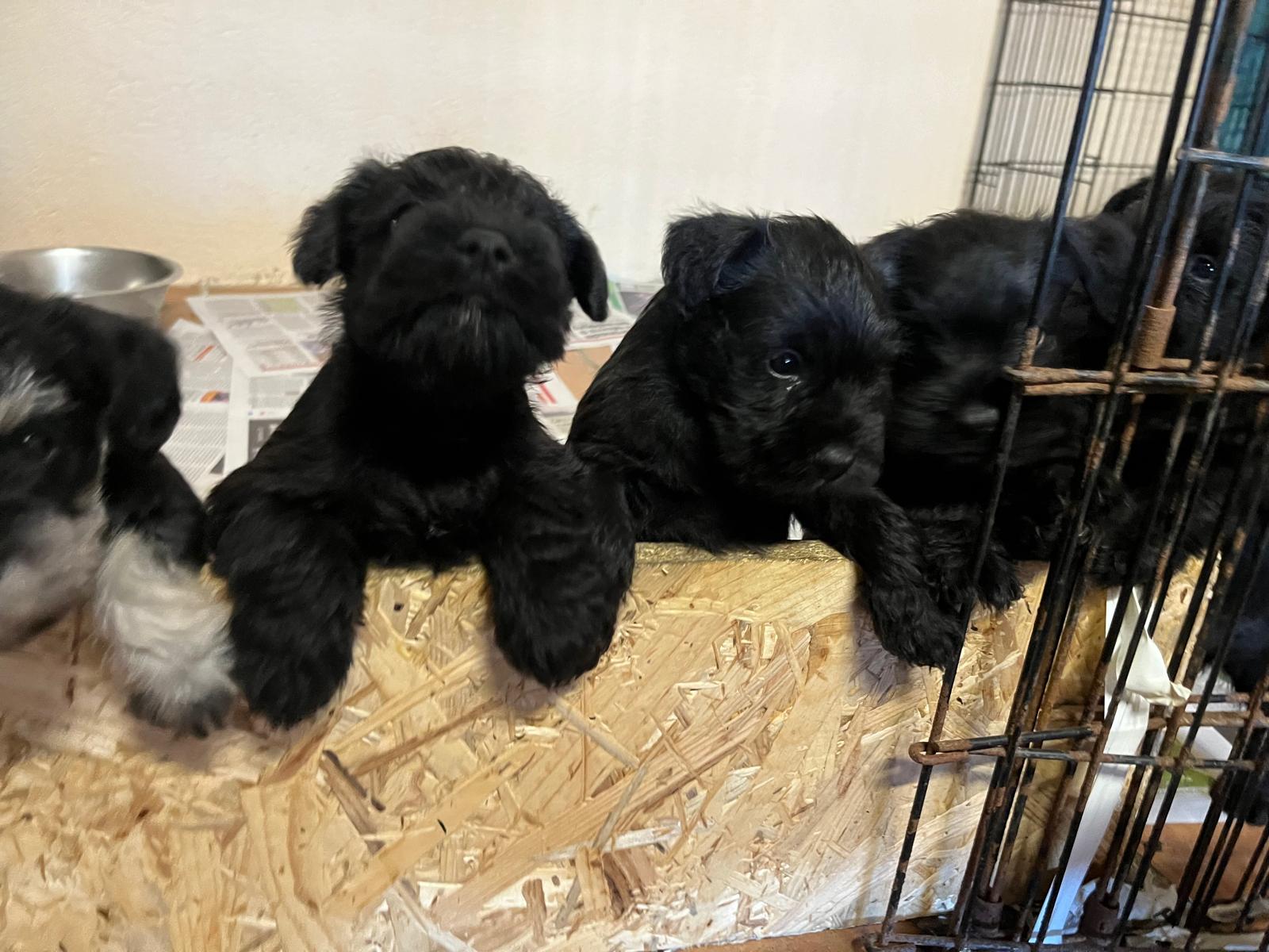 Cachorros Schnauzer Miniatura del criadero Deterrajaras en Cáceres