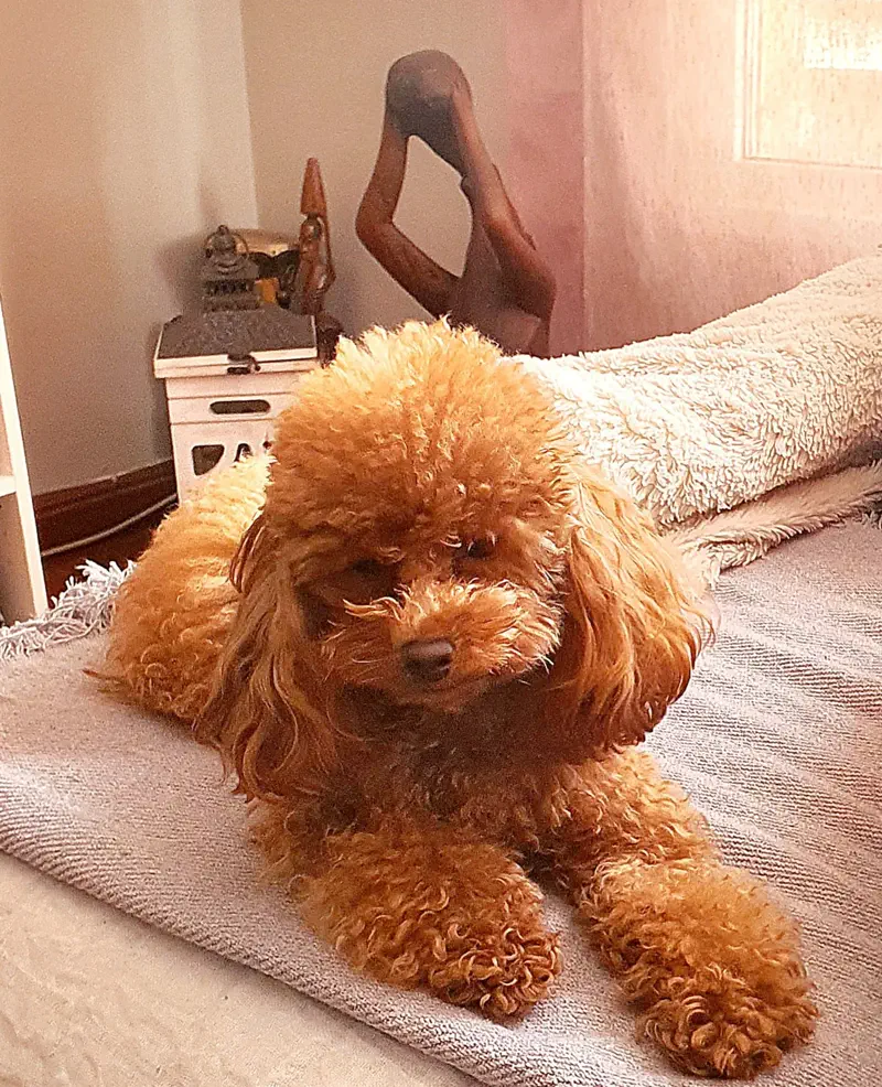 Caniche Toy adulto de color rojo tumbado en casa, con el manto rizado y denso