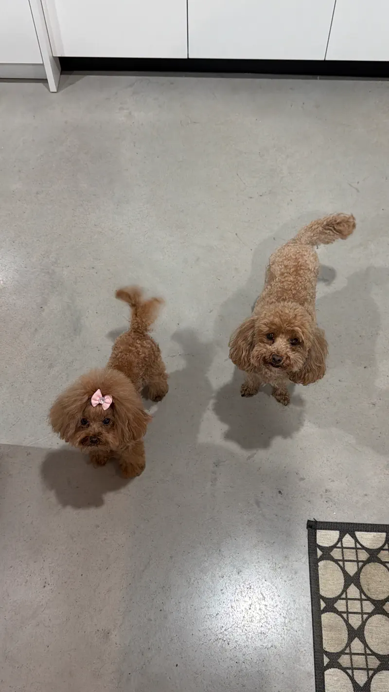 Dos Caniche Toy adultos recién peluqueados mirando a cámara en el salón de casa