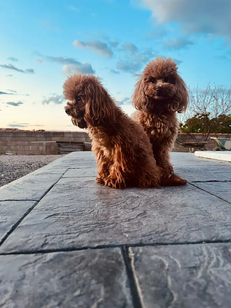 Dos Caniche Toy adultos de color rojo sentados en el patio al atardecer