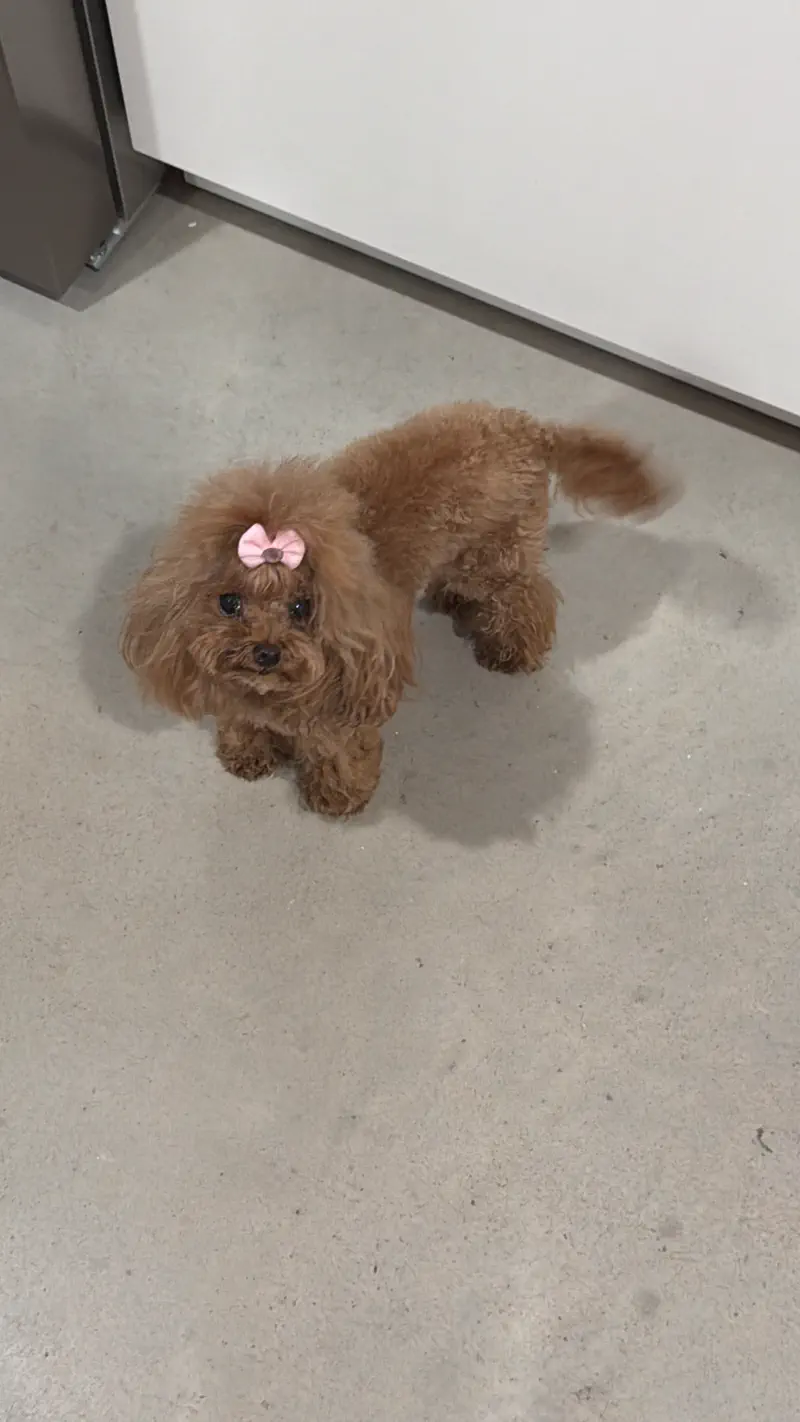 Caniche Toy adulto de color albaricoque recién peluqueado, de pie en la cocina