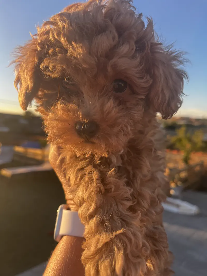 Cachorro de Caniche Toy rojo en brazos, en el patio del criadero al atardecer
