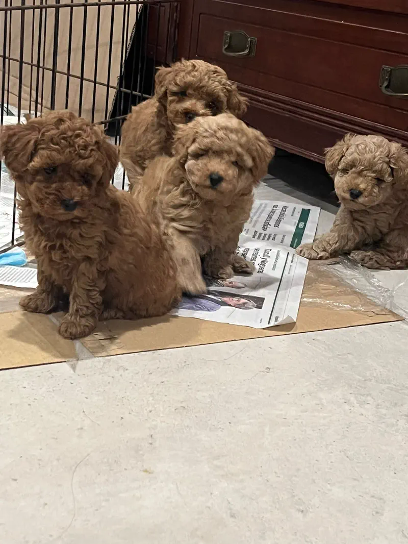 Cuatro cachorros de Caniche Toy sentados en el parque de cría del criadero