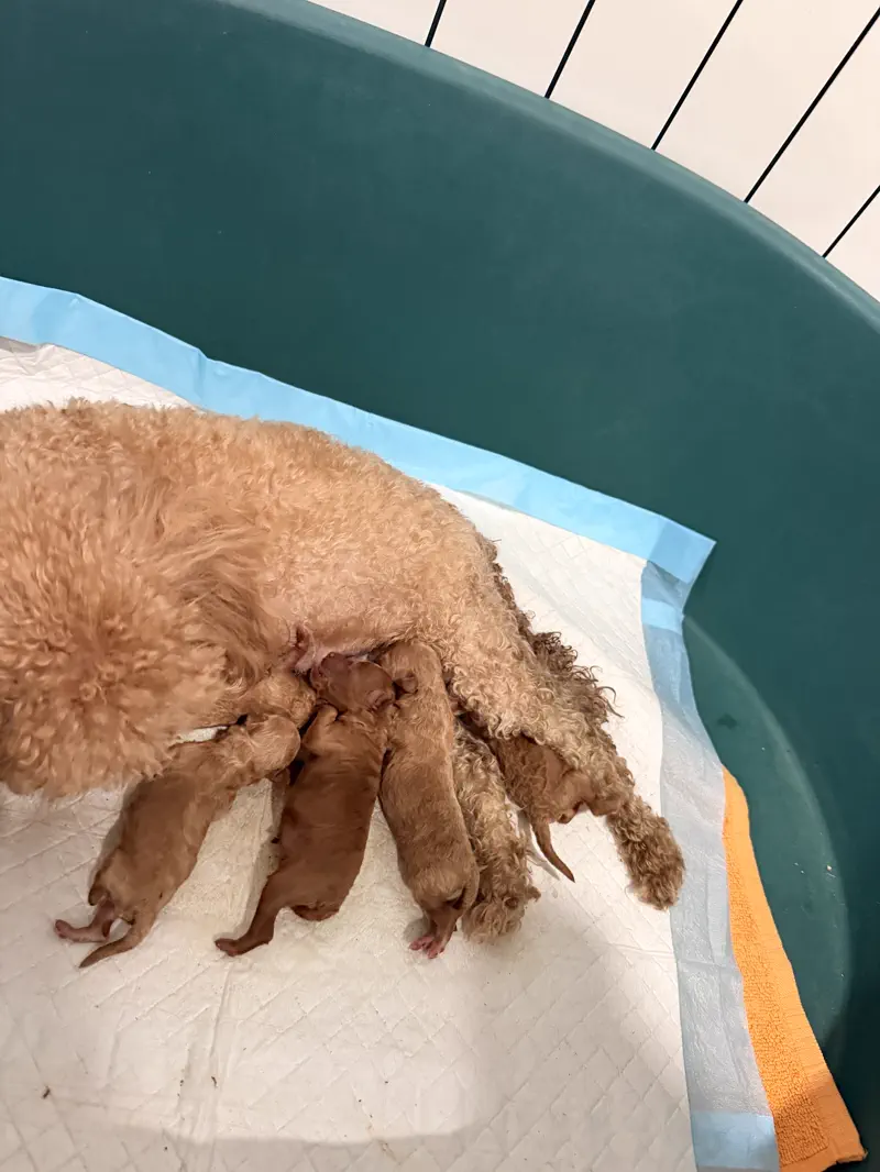 Caniche Toy madre amamantando a sus cachorros recién nacidos sobre un empapador limpio