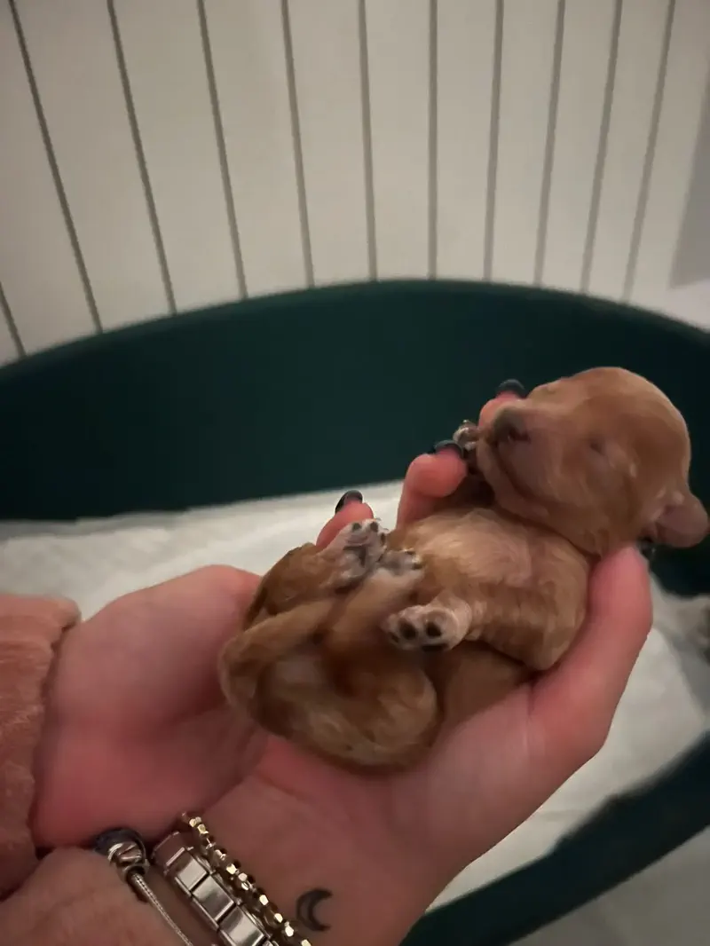 Cachorro de Caniche Toy recién nacido sostenido en la palma de la mano