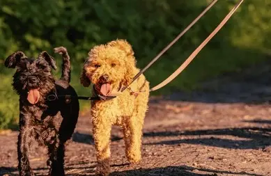 Caniche y Schnauzer Mini juntos