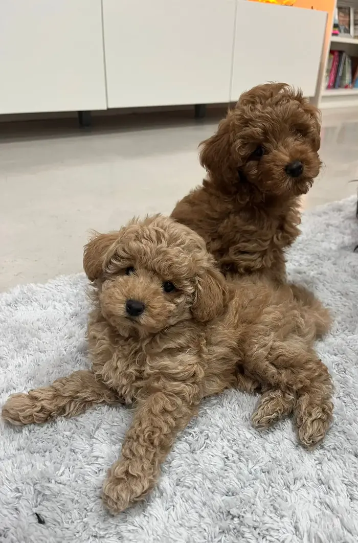 Dos cachorros de Caniche Toy jugando sobre una alfombra en casa