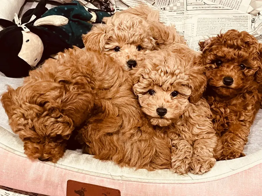Cachorros de Caniche Toy juntos en su cama, criados en casa en Cáceres