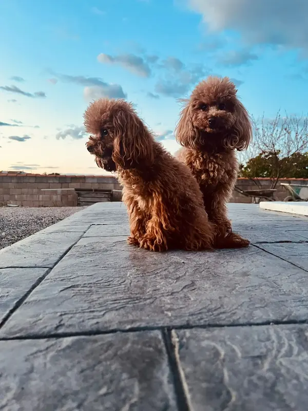 Dos Caniche Toy rojos al aire libre al atardecer en Cáceres