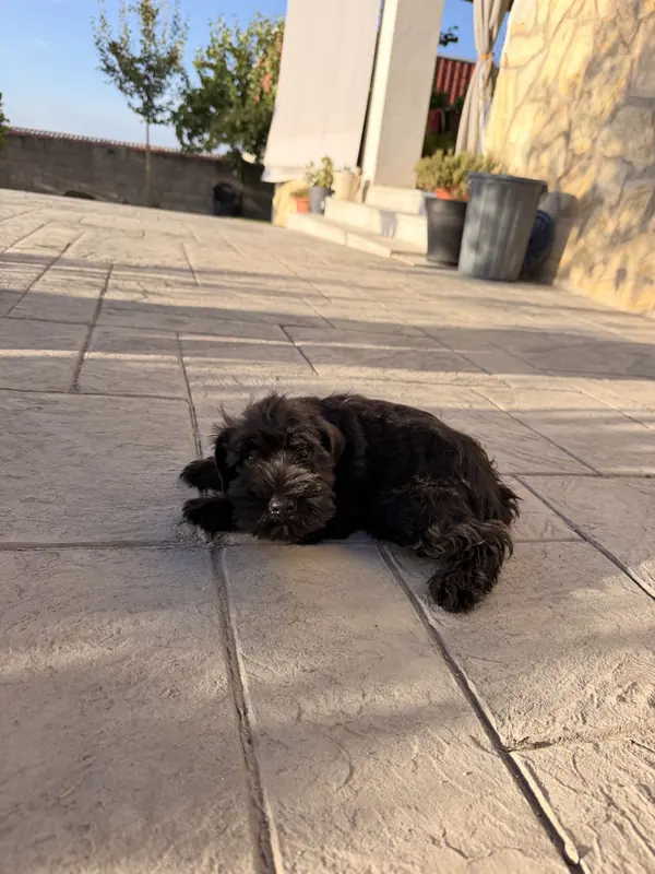 Cachorro de Schnauzer Miniatura negro tumbado al sol en el patio del criadero