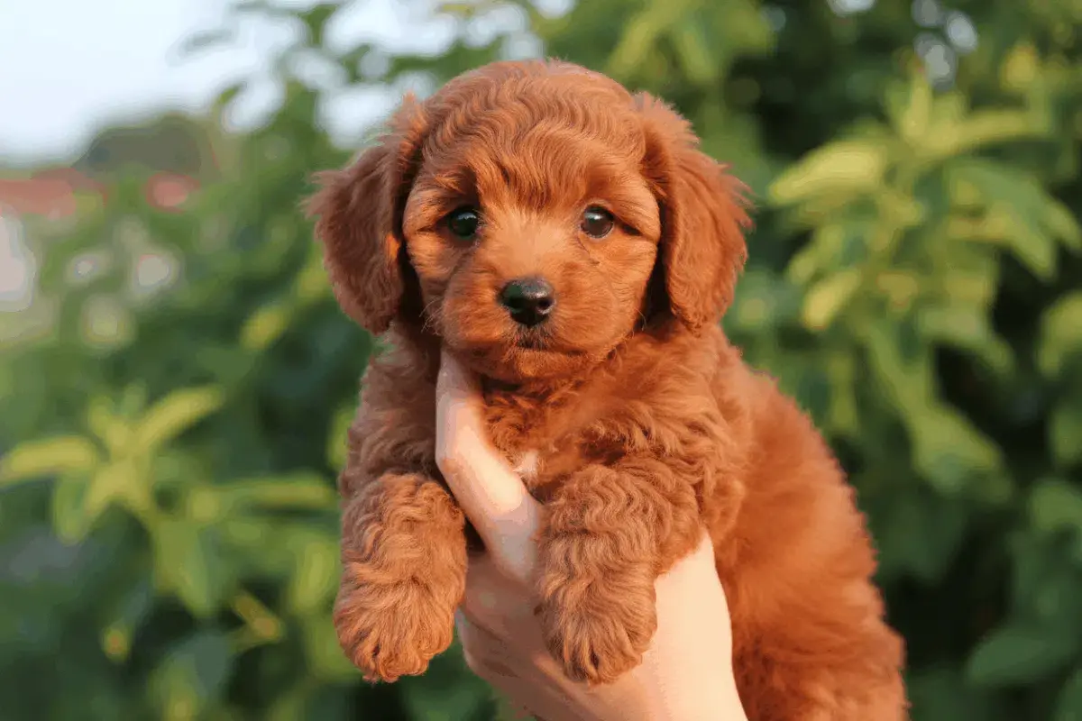 Caniche Toy