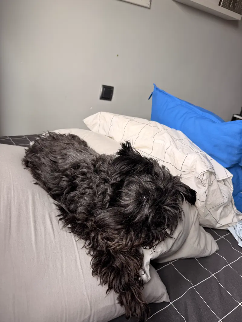 Schnauzer Miniatura adulto negro con el manto largo, tumbado en la cama de casa