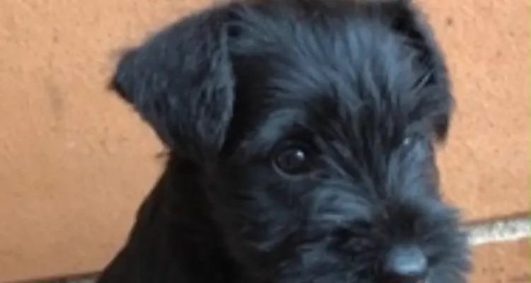Primer plano de un cachorro de Schnauzer Miniatura negro con su barba característica