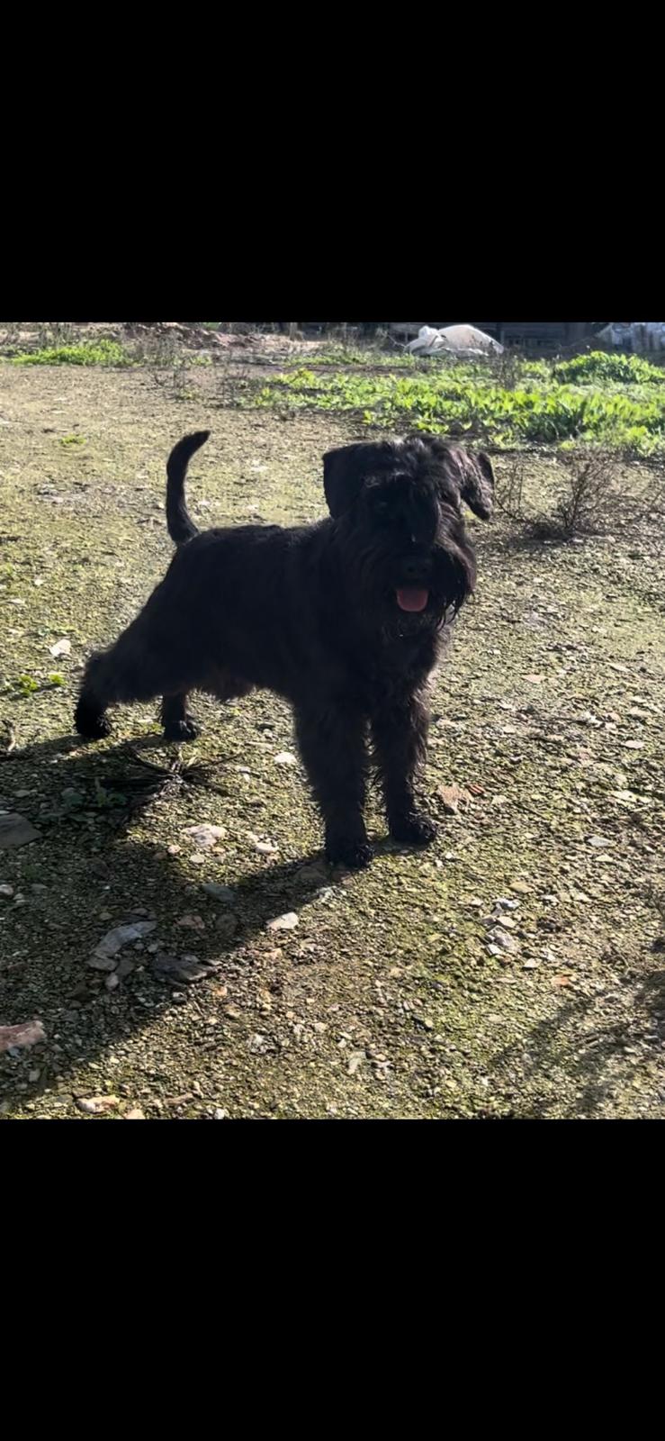 Schnauzer Mini padre reproductor