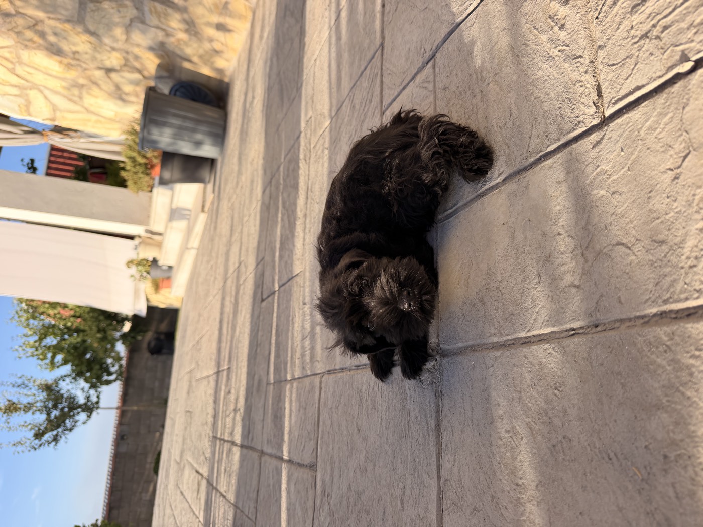 Cachorro de Schnauzer Miniatura negro descansando al sol en el patio del criadero