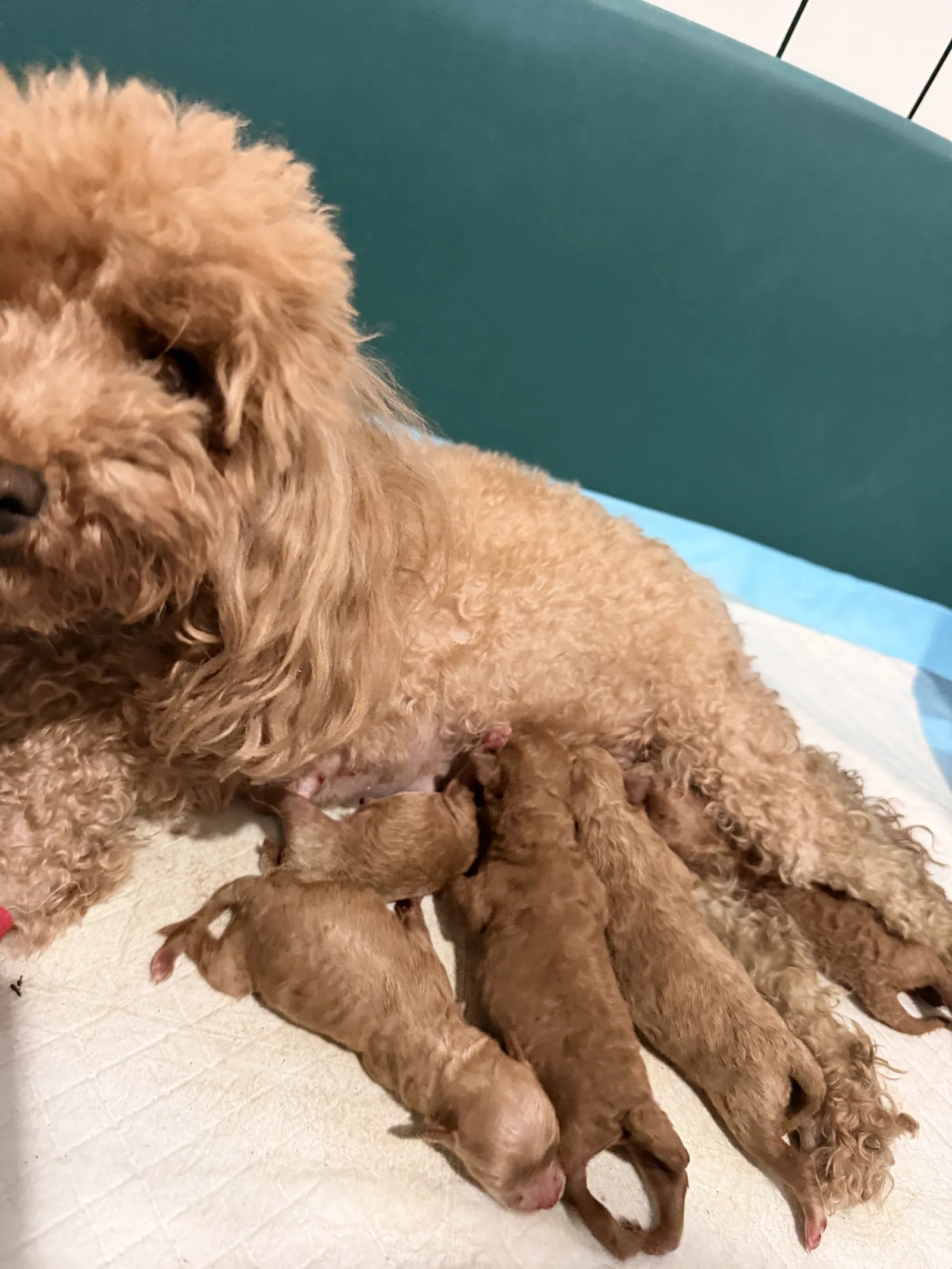 Cachorros de Caniche Toy criados en casa en Cáceres - julio de 2026 - foto 2