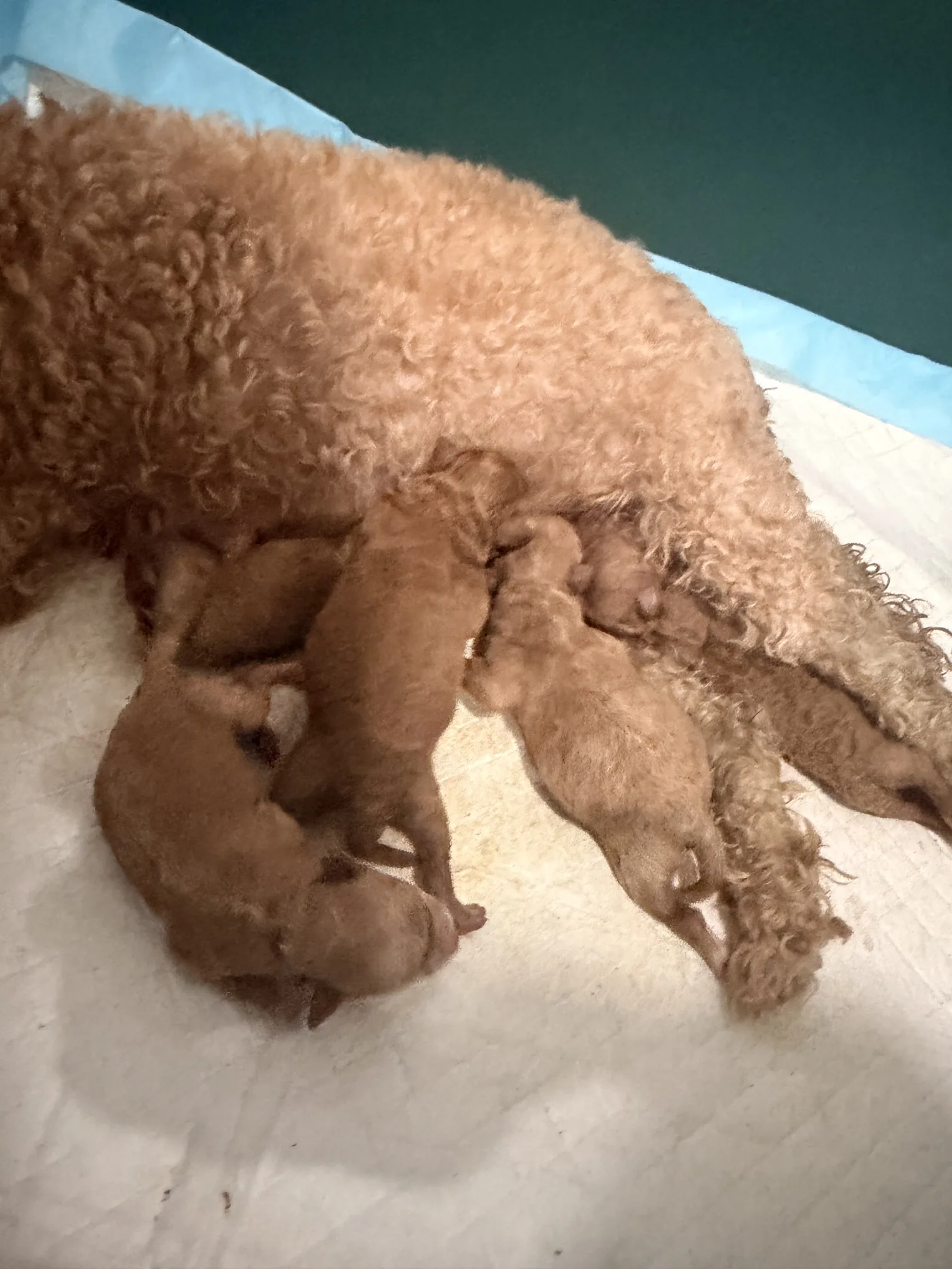 Cachorros de Caniche Toy criados en casa en Cáceres - julio de 2026 - foto 3
