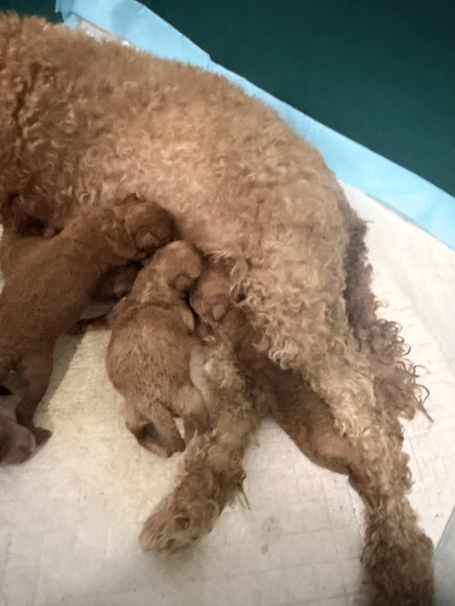 Cachorros de Caniche Toy criados en casa en Cáceres - julio de 2026 - foto 4