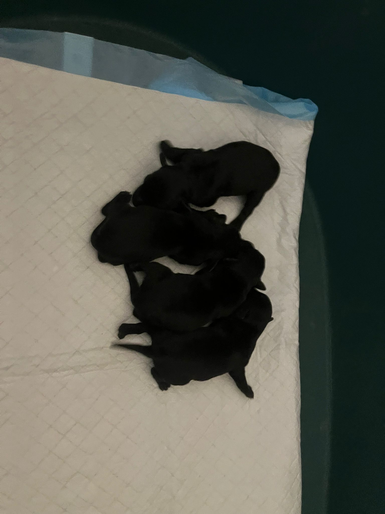 Cachorros de Schnauzer Miniatura criados en casa en Cáceres - junio de 2026 - foto 2