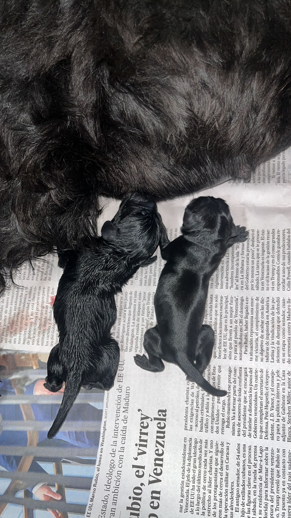 Cachorros de Schnauzer Miniatura criados en casa en Cáceres - junio de 2026 - foto 3